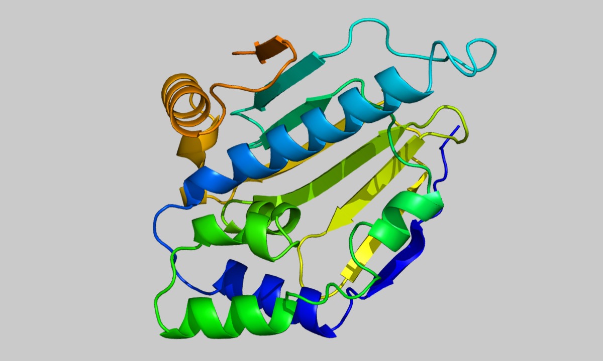 heat-shock-proteins-coach-rob-regish